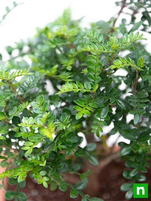 chinese pepper bonsai - plant