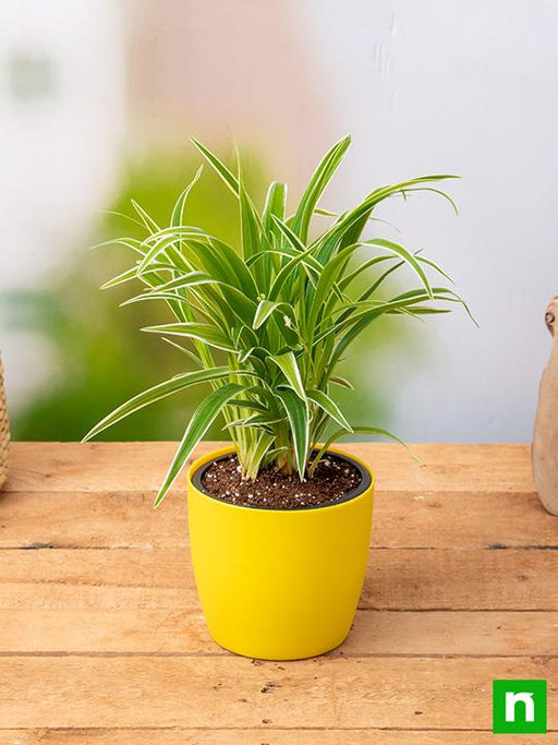 chlorophytum - plant