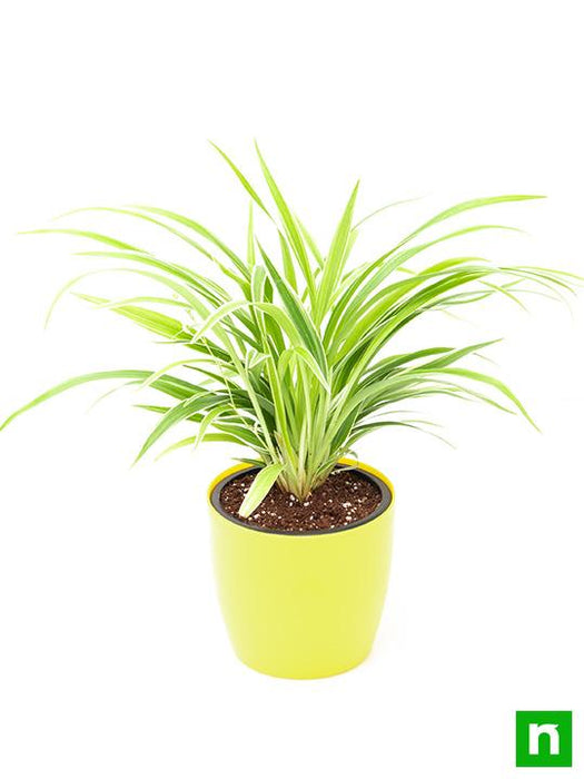 chlorophytum - plant