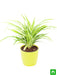 chlorophytum - plant