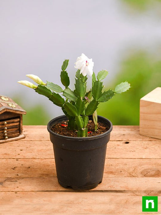 christmas cactus - plant