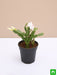 christmas cactus - plant