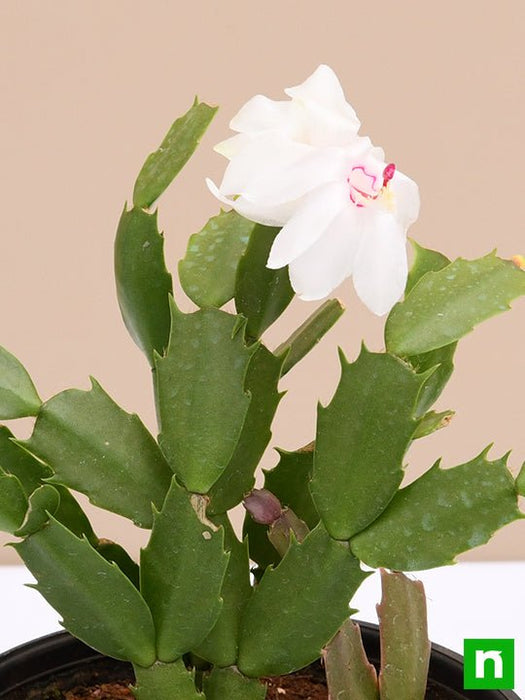 christmas cactus - plant