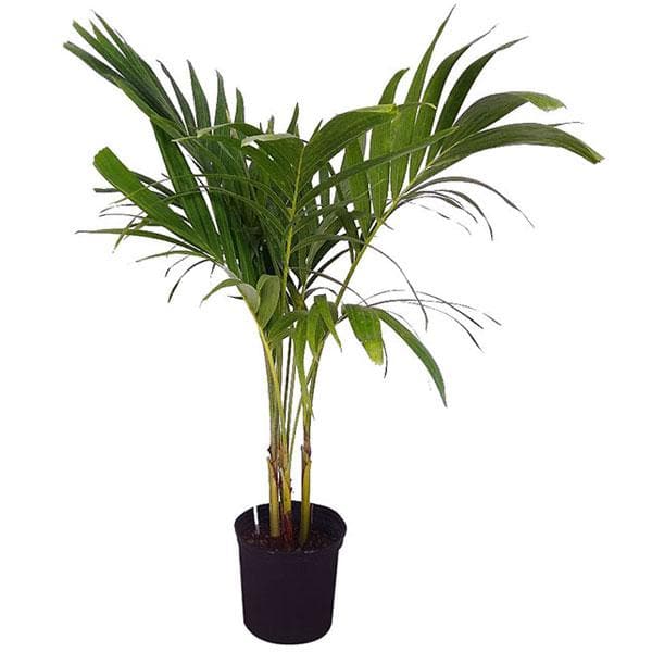 christmas palm - plant