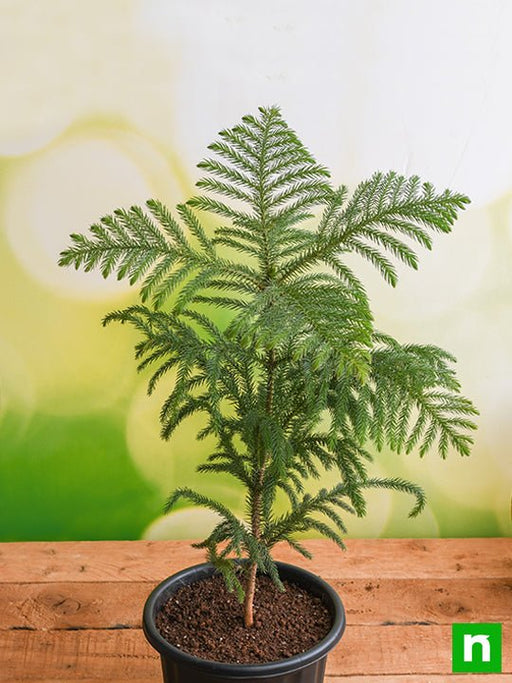 christmas tree - plant