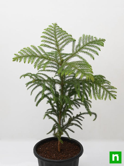 christmas tree - plant