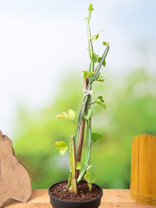 cissus quadrangularis - plant