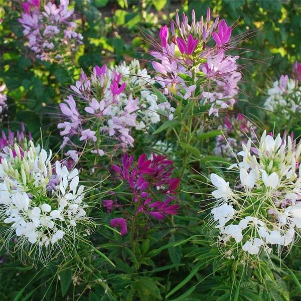 cleome - plant