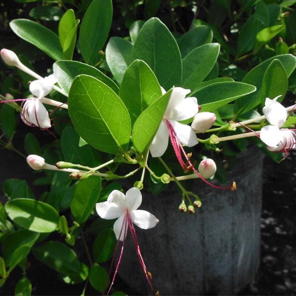 clerodendrum inerme (koinal) - plant