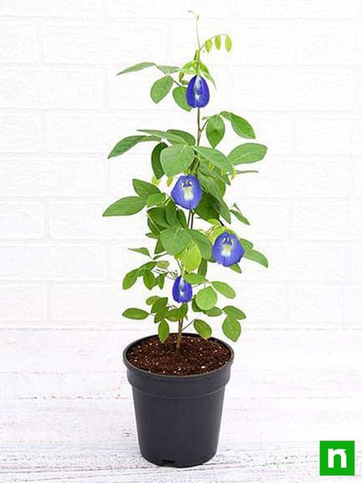 clitoria ternatea - plant