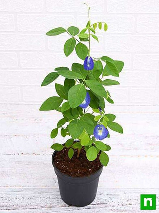 clitoria ternatea - plant