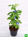 clitoria ternatea - plant