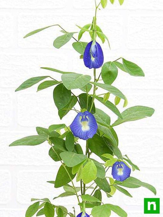 clitoria ternatea - plant