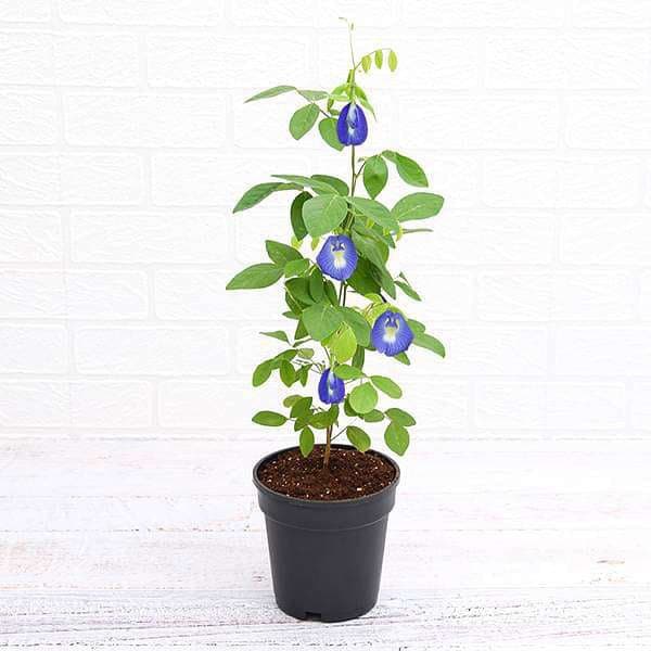 clitoria ternatea - plant