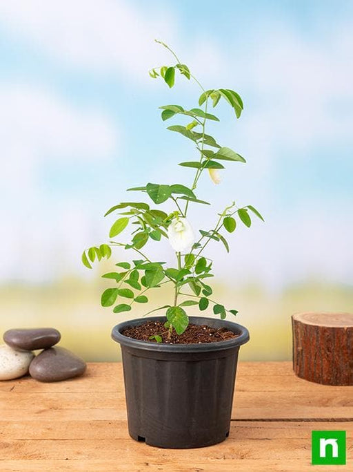 clitoria ternatea - plant