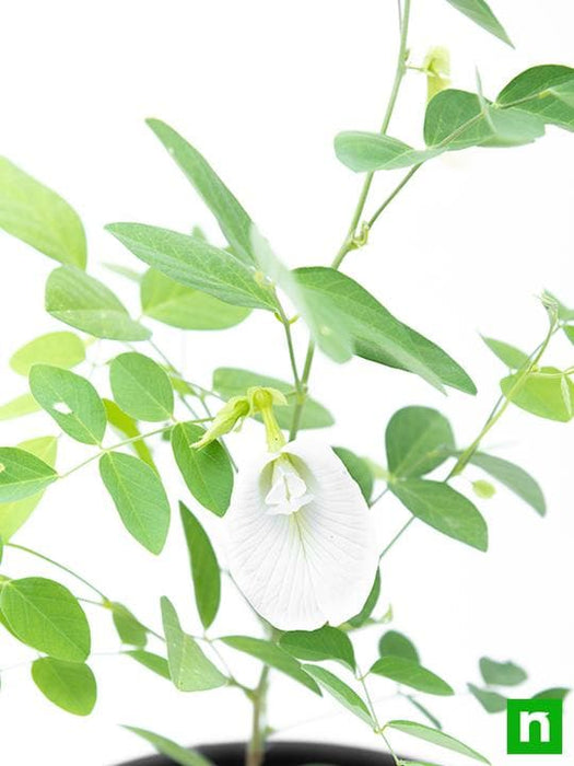 clitoria ternatea - plant