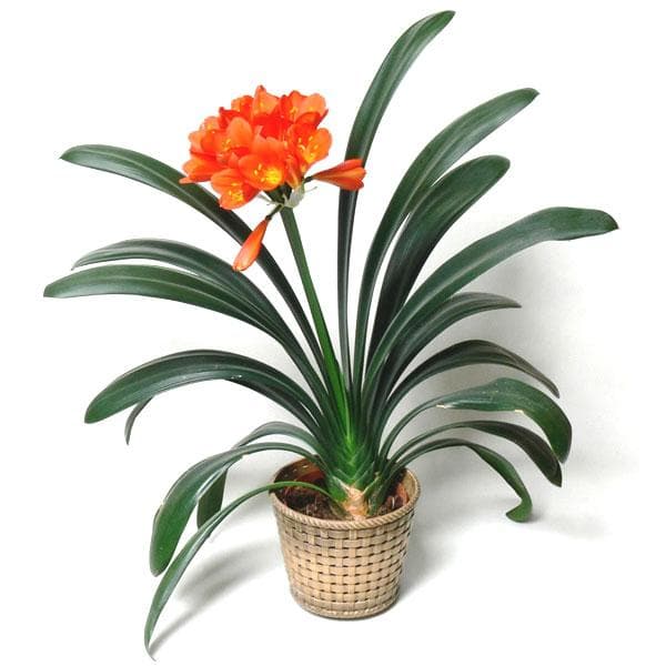 clivia miniata - plant