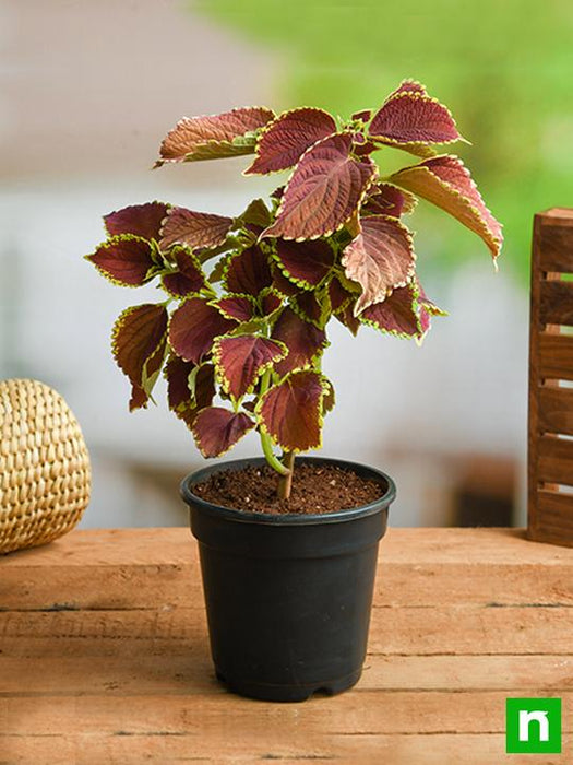 coleus (green maroon) - plant