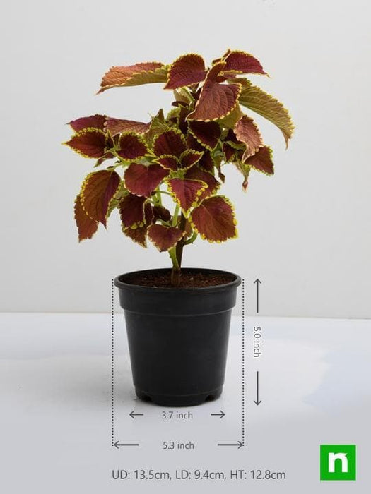 coleus (green maroon) - plant