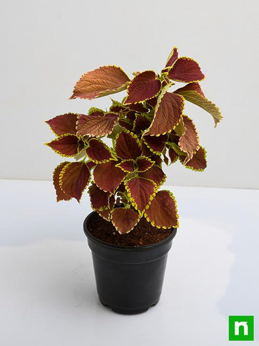 coleus (green maroon) - plant