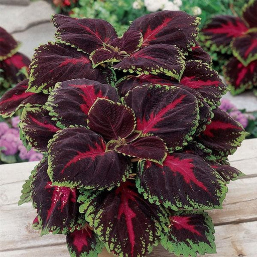 coleus (maroon green) - plant