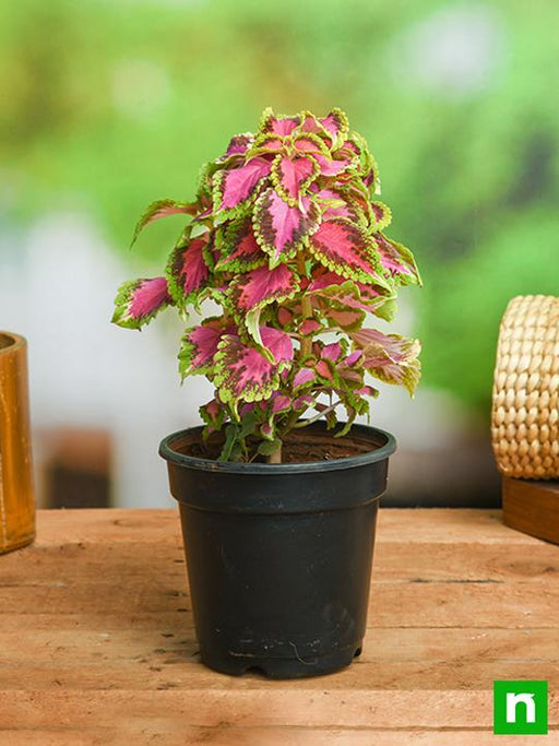 coleus (green pink) - plant