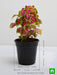 coleus (green pink) - plant