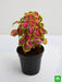 coleus (green pink) - plant