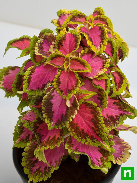 coleus (green pink) - plant