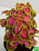 coleus (green pink) - plant