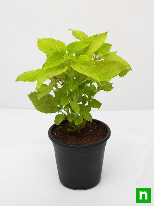 coleus (green) - plant