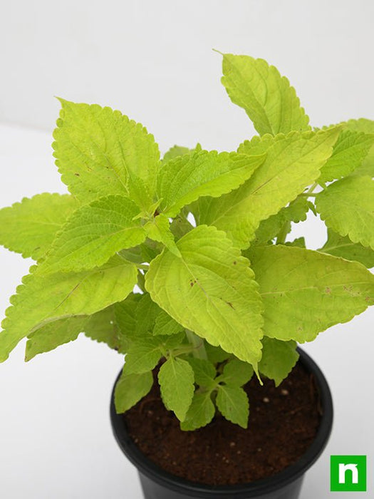 coleus (green) - plant