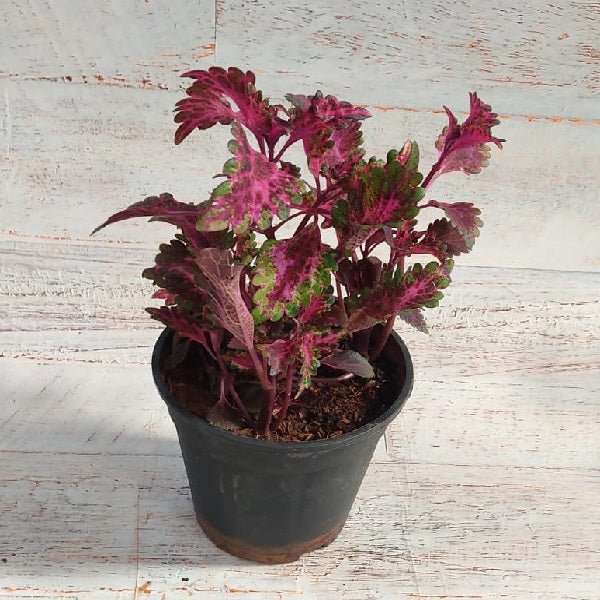 Coleus (Maroon) - Plant