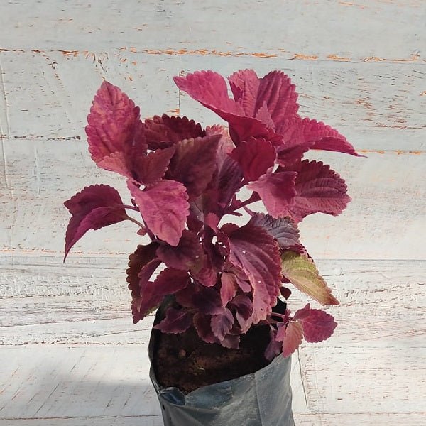 Coleus (Pink) - Plant