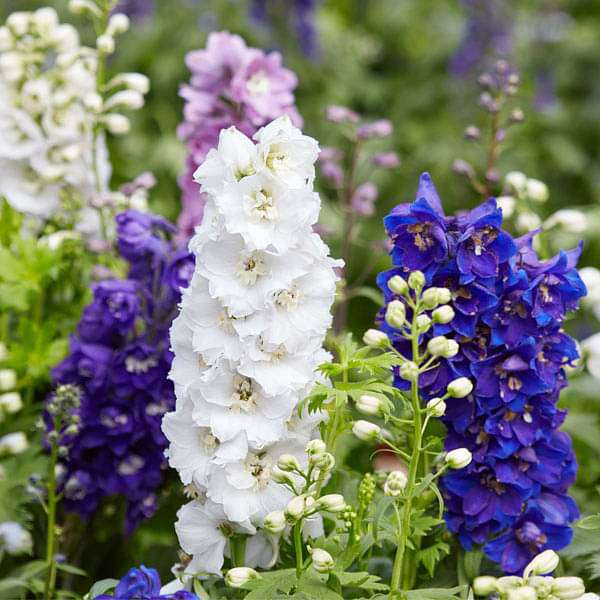 set of 10 flowering seeds to sow in august 