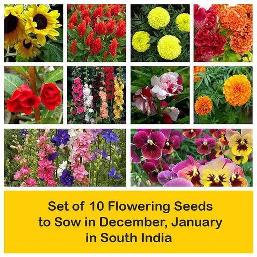 set of 10 flowering seeds to sow in december 