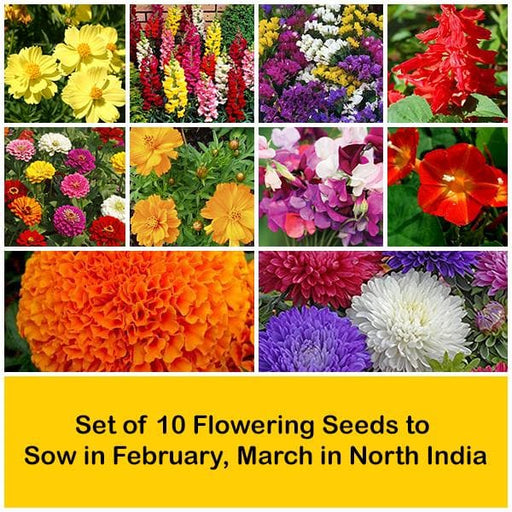 set of 10 flowering seeds to sow in february 