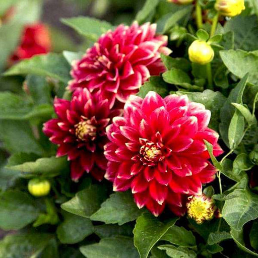 set of 10 flowering seeds to sow in june 