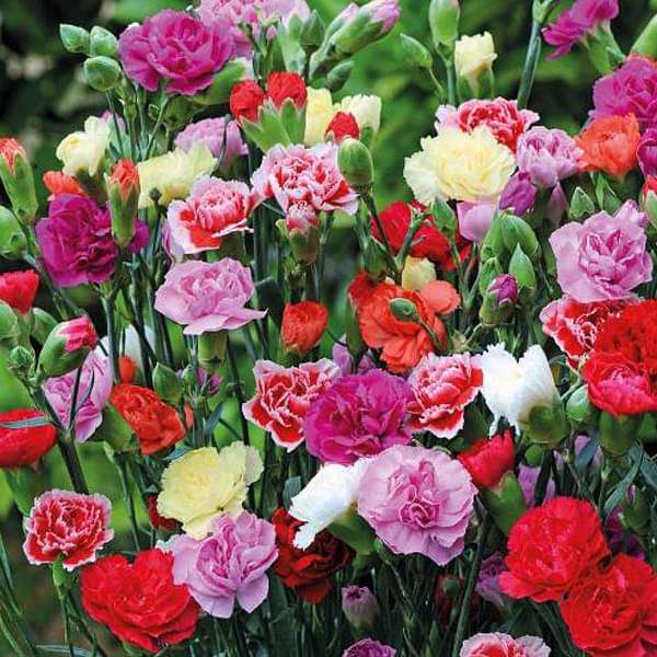 set of 10 flowering seeds to sow in october 