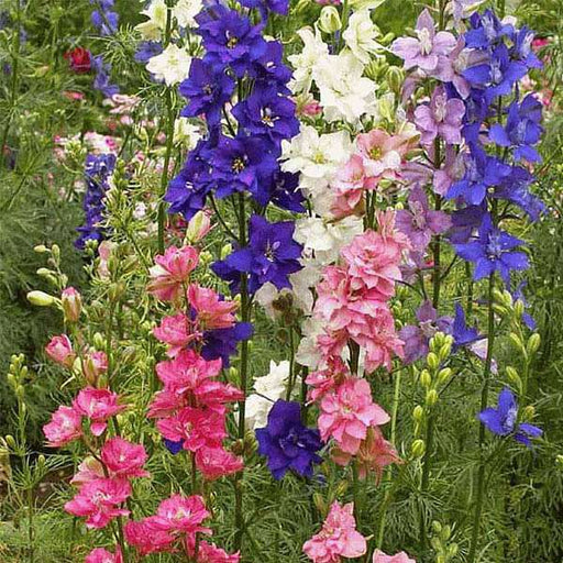 set of 10 flowering seeds to sow in october 