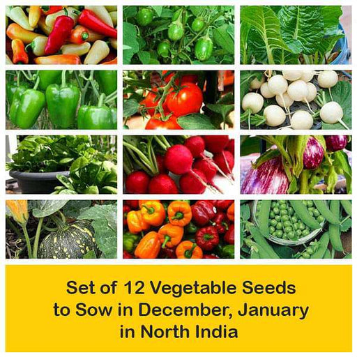 set of 12 vegetable seeds to sow in december 