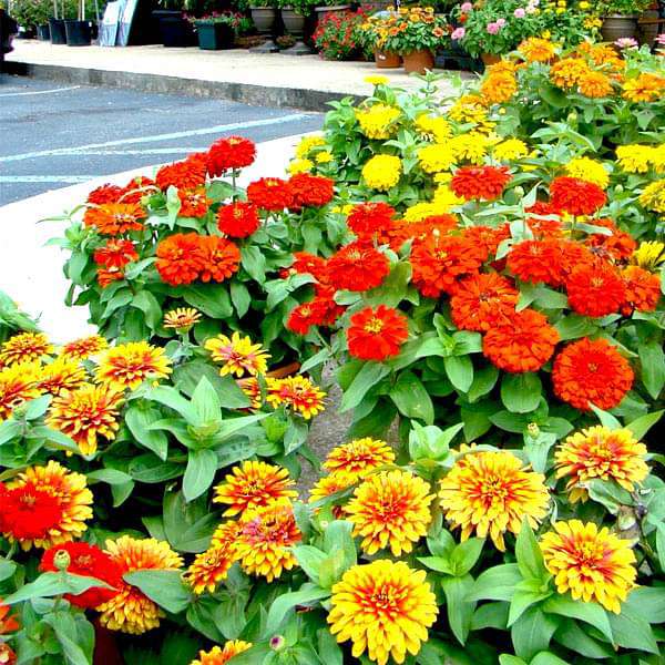 set of 10 attractive zinnia flower seeds 