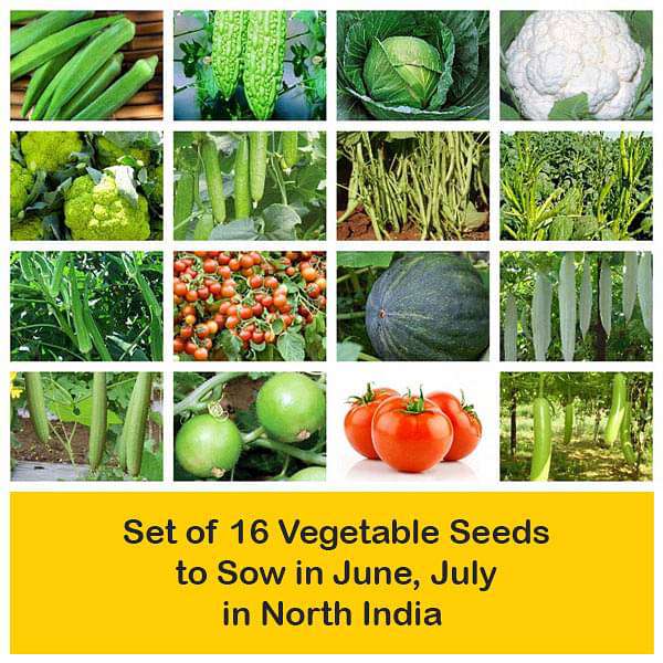 set of 16 vegetable seeds to sow in june 