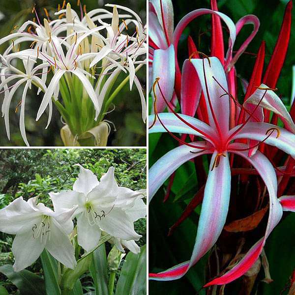 charming crinum lily - 15 bulbs pack