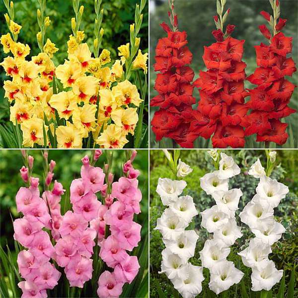 glorious gladiolus - 40 bulbs pack