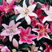 graceful oriental lilies - 15 bulbs pack