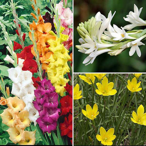 sweet summer bulbs - (45 bulbs pack)