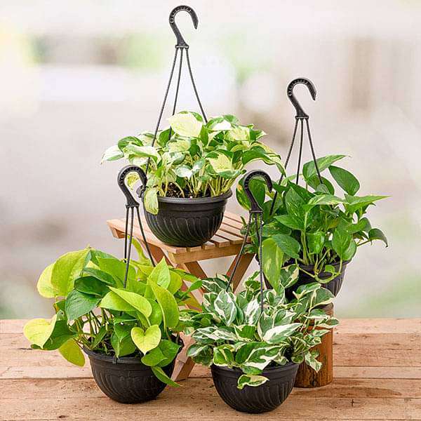 4 money plants in hanging baskets 