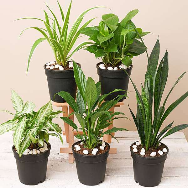 5 best indoor plants pack 