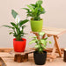 air purifying indoor plants for office desk 